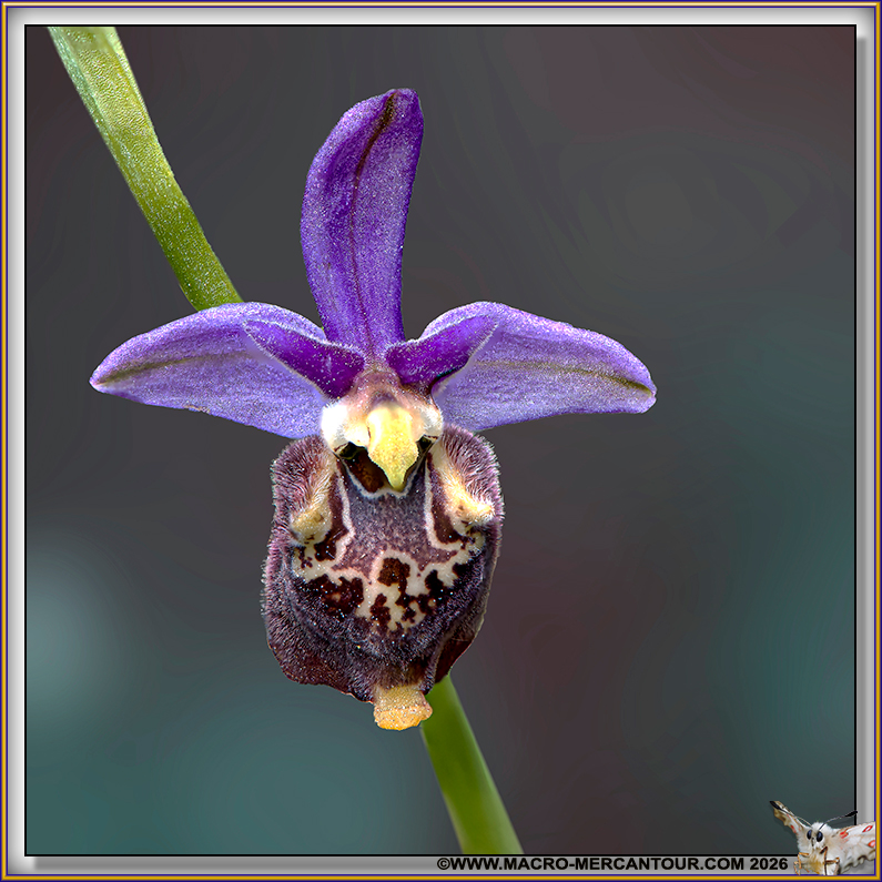 Ophrys bourdon